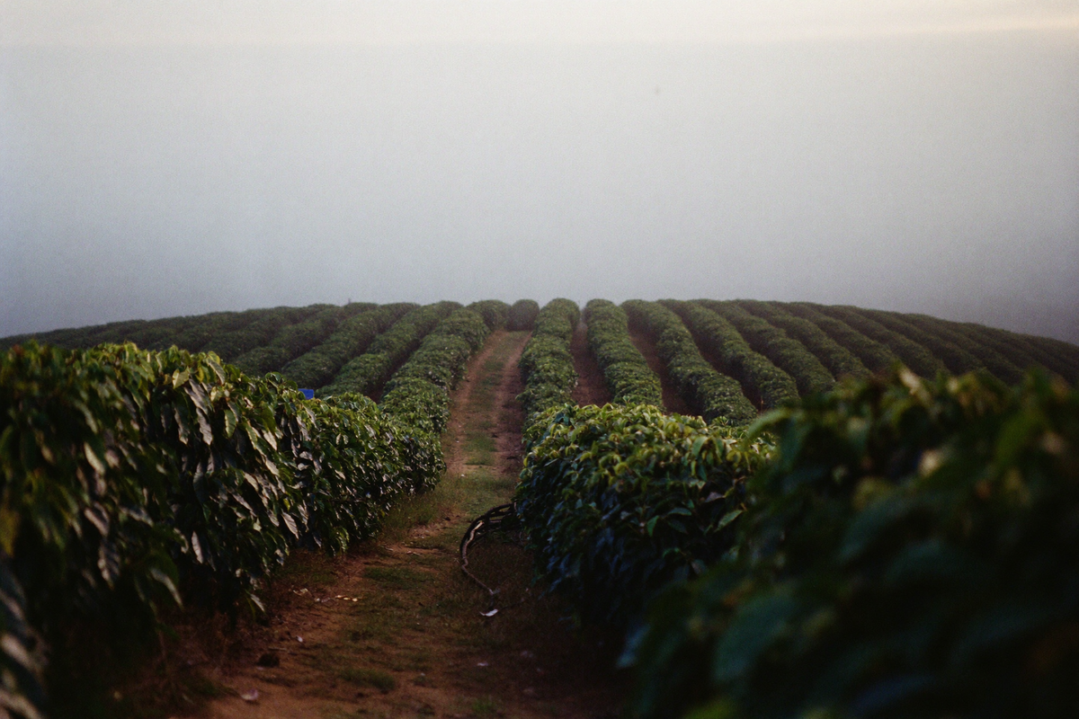 A hillside of coffee shrubs disappearing into morning mist