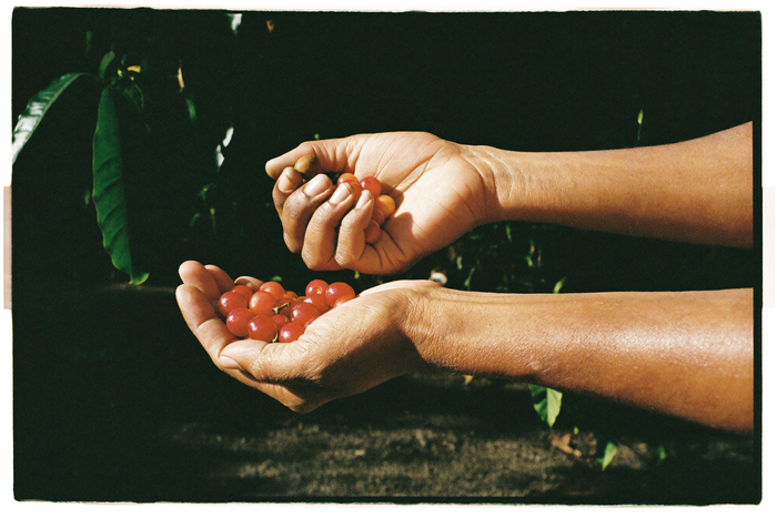 Working hands cupping freshly picked coffee cherries
