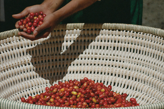 A farmer tipping picked coffee cherries into a woven basket