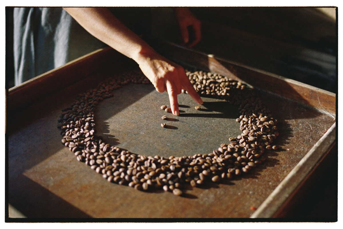 Roasted beans spread across a wooden tray with fingers separating the small round ones from the flatter ones.