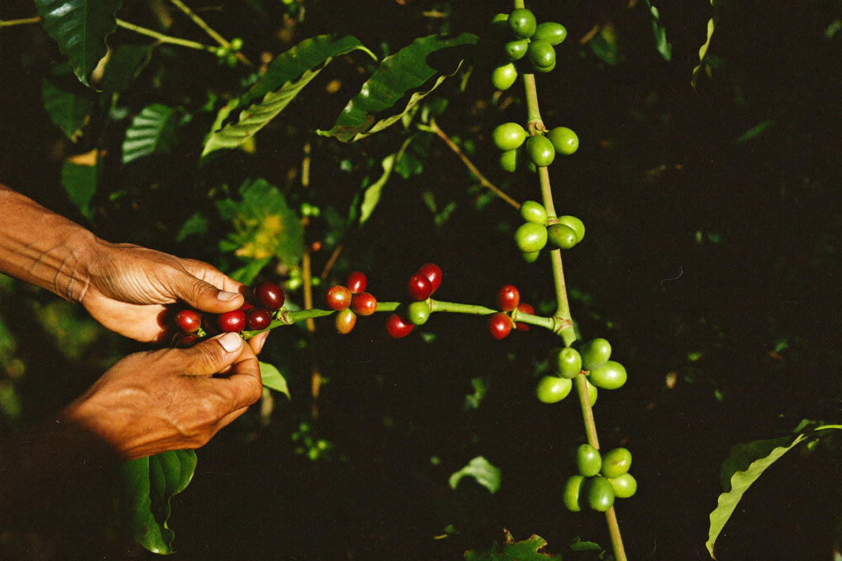 Weathered hands picking deep red ripe coffee cherries from a branch that still carries unripe green ones.