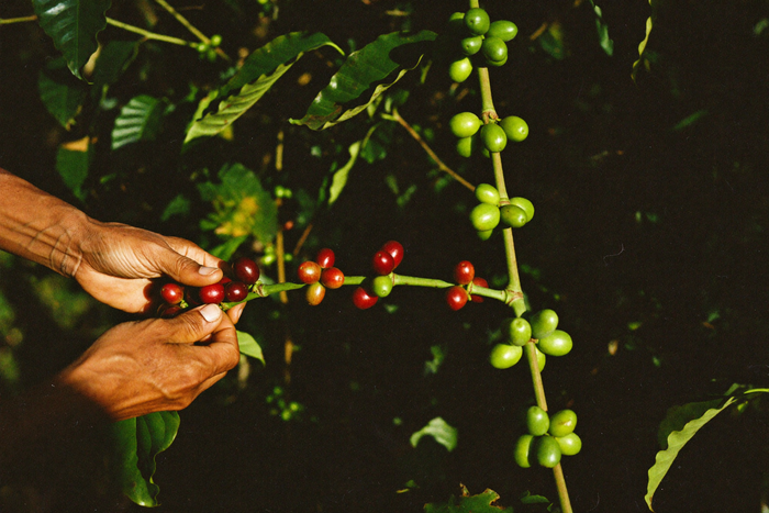 Weathered hands picking deep red ripe coffee cherries from a branch that still carries unripe green ones.
